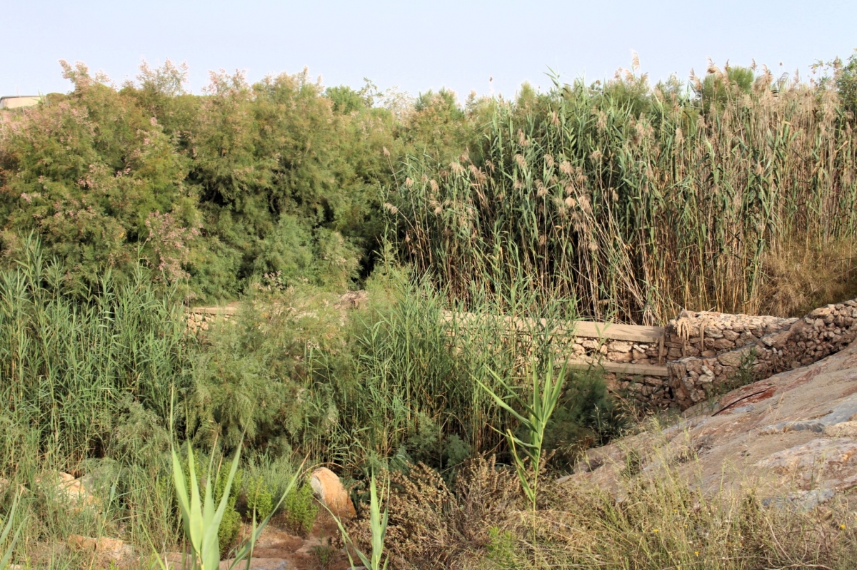 'Por un Mar Vivo' y la plataforma 'SOS Mar Menor' denuncian el vertido de purines en la rambla de la Maraña