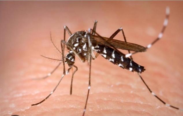 Asaja alerta de una plaga de mosquitos en la huerta de Murcia y pide 