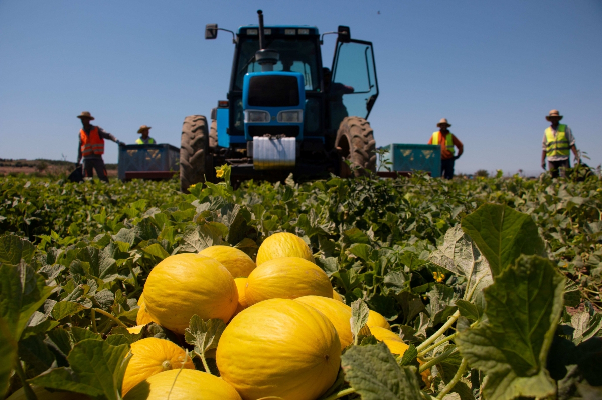 Anecoop incorpora como socia a la ilicitana Marfruit