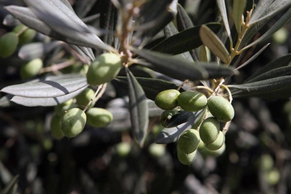Agricultura ensaya con éxito un sistema de riego subterráneo que mantiene la producción y calidad del aceite