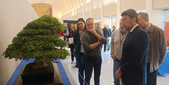 Alicante se convierte este fin de semana en referencia nacional del arte milenario del bonsái