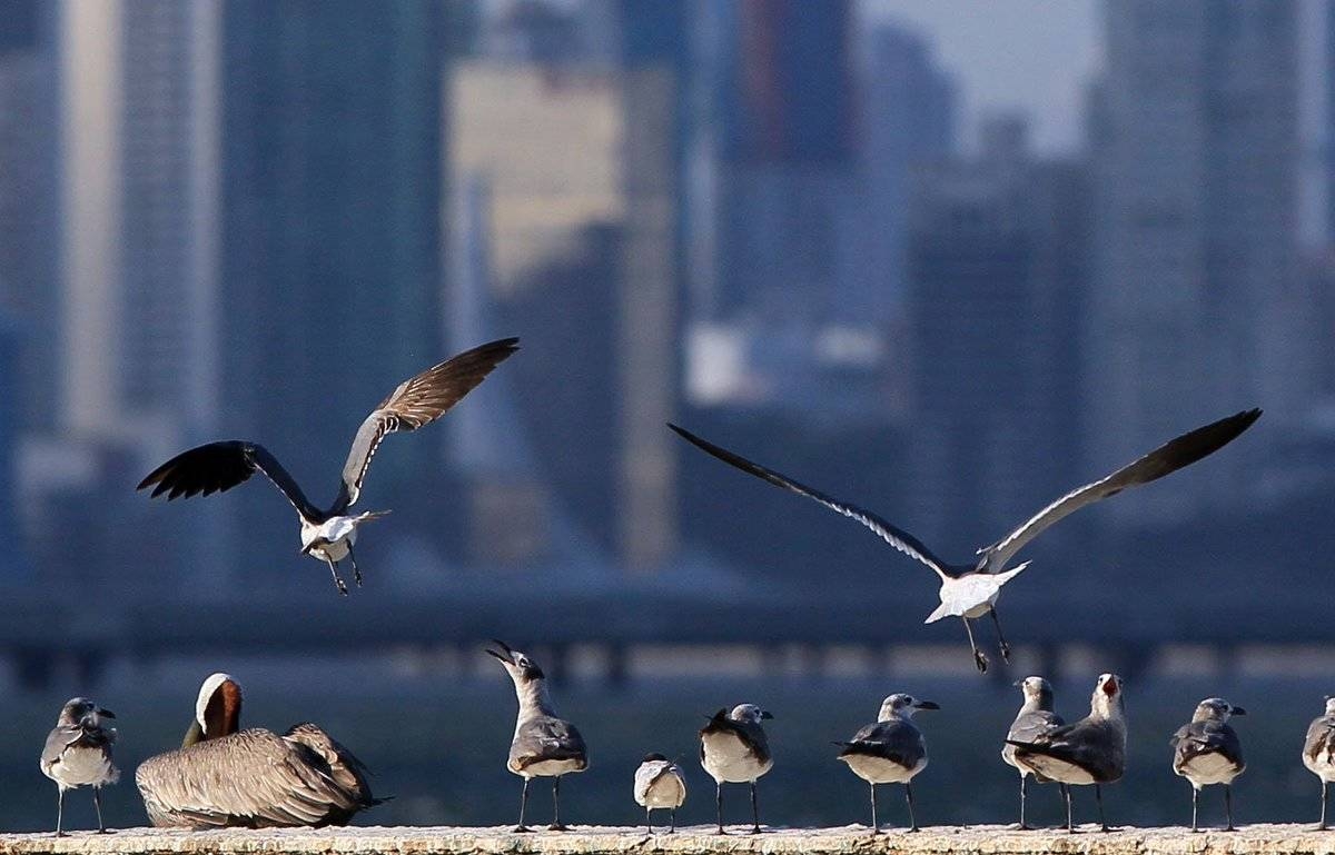 Biólogos de la UA y el CTFC crean un banco mundial de sonidos de aves con 1.200 especies