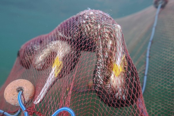 La Región reúne a expertos y administraciones en el proyecto europeo TRITON sobre conservación marina
