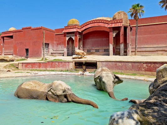 Terra Natura Benidorm se suma al Día Internacional del Elefante 