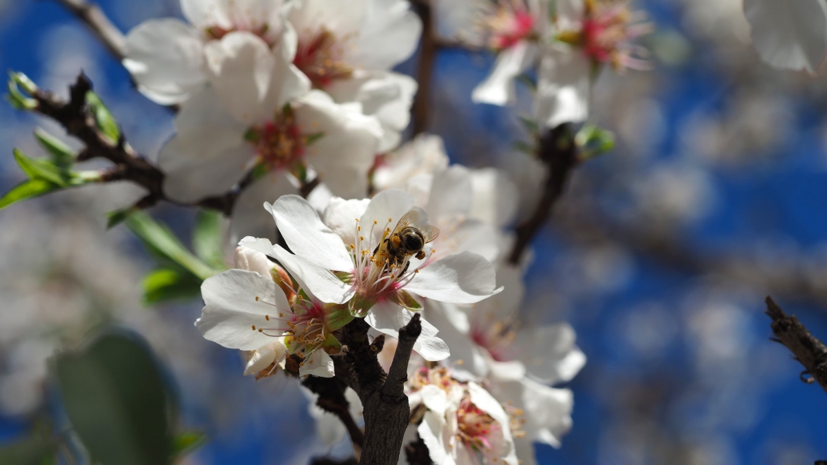 Una abeja en el almendro.