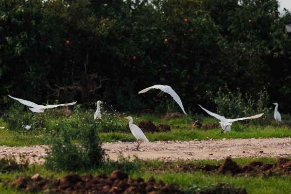 Castelló impulsa su estrategia de renaturalización con un programa formativo de seguimiento de aves