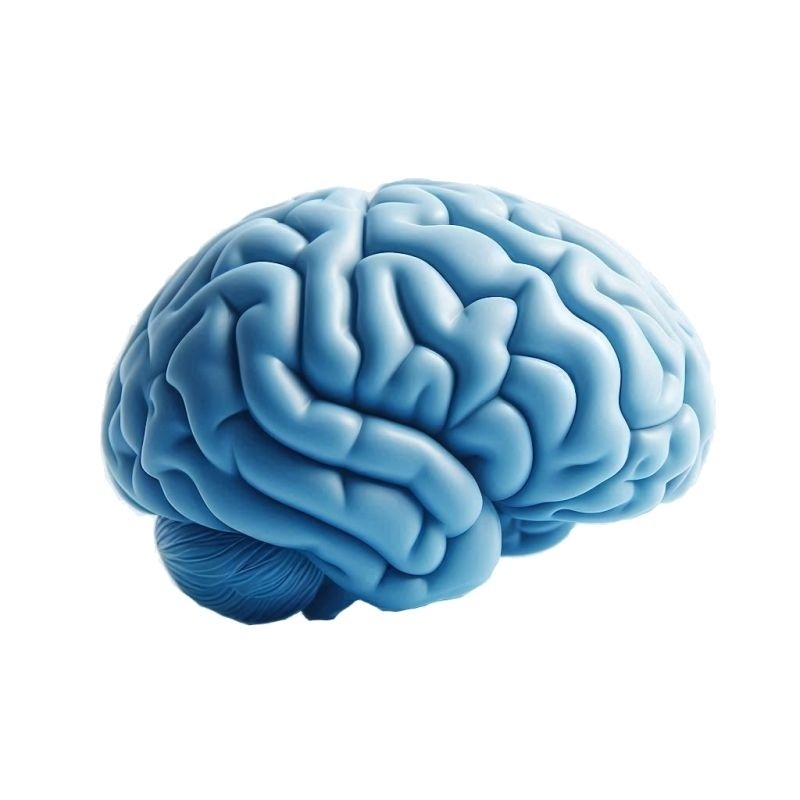 Investigadores de la UPV desarrollan uno de los atlas del cerebro más detallados del mundo