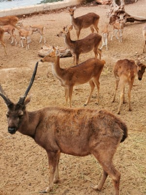 Terra Natura Benidorm celebra el Día Internacional de los Bosques 2026 con un taller educativo centrado en la biodiversidad forestal