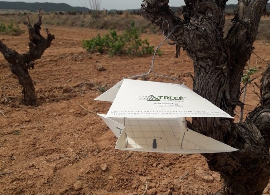Una campaña de Agricultura protege de la polilla del racimo con un 