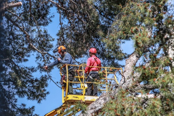 Elda repondrá el arbolado del Jardín de la Música dañado por los temporales con especies mediterráneas