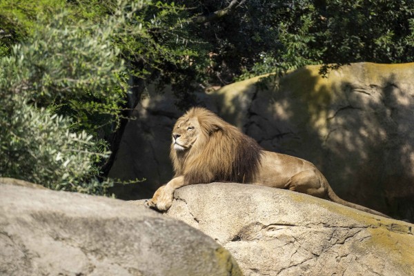 Bioparc alerta sobre el riesgo de extinción del león, que ha perdido el 90% de población en un siglo