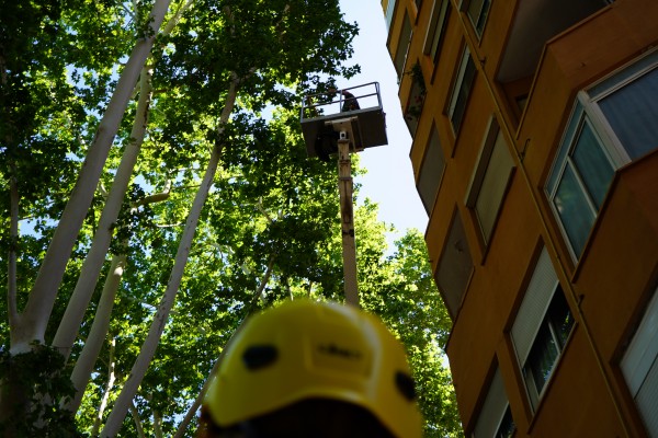 Xàtiva realiza un tratamiento fitosanitario a los árboles ornamentales de la Alameda y la av. Selgas


