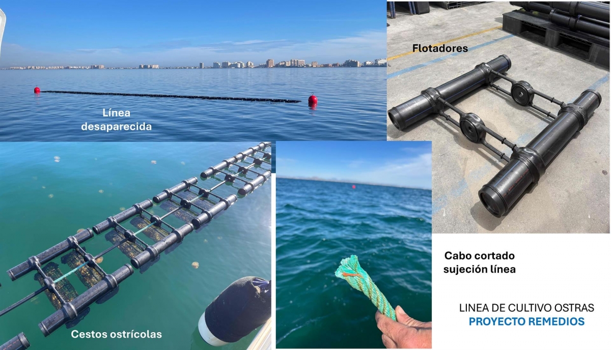 Desaparece parte del cultivo de ostra del proyecto REMEDIOS en el Mar Menor