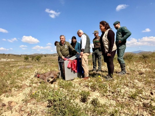 Liberan en Lorca al cachorro de lince ibérico 'Wonders', un huérfano extremeño
