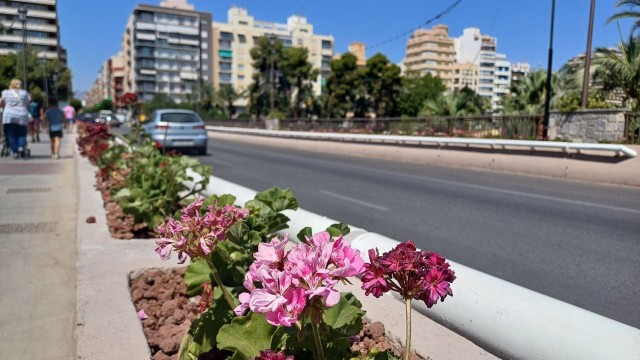 Elche recupera las jardineras del Puente de Altamira