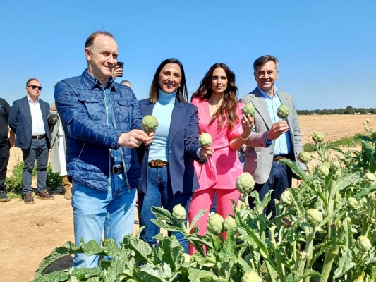 La Región de Murcia cultiva ocho de cada diez alcachofas que se exportan en España