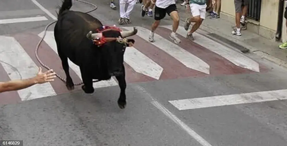 Denegada la celebración del 'Torico' de Chiva por el retraso en la entrega de la documentación