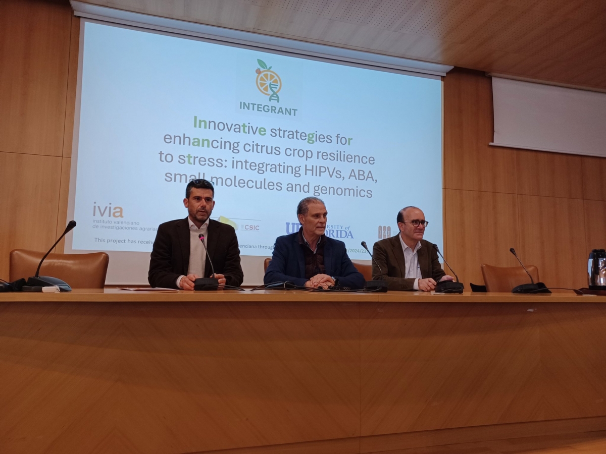 El IVIA lidera un nuevo proyecto frente al HLB: cítricos resilientes ante su enemigo más dañino