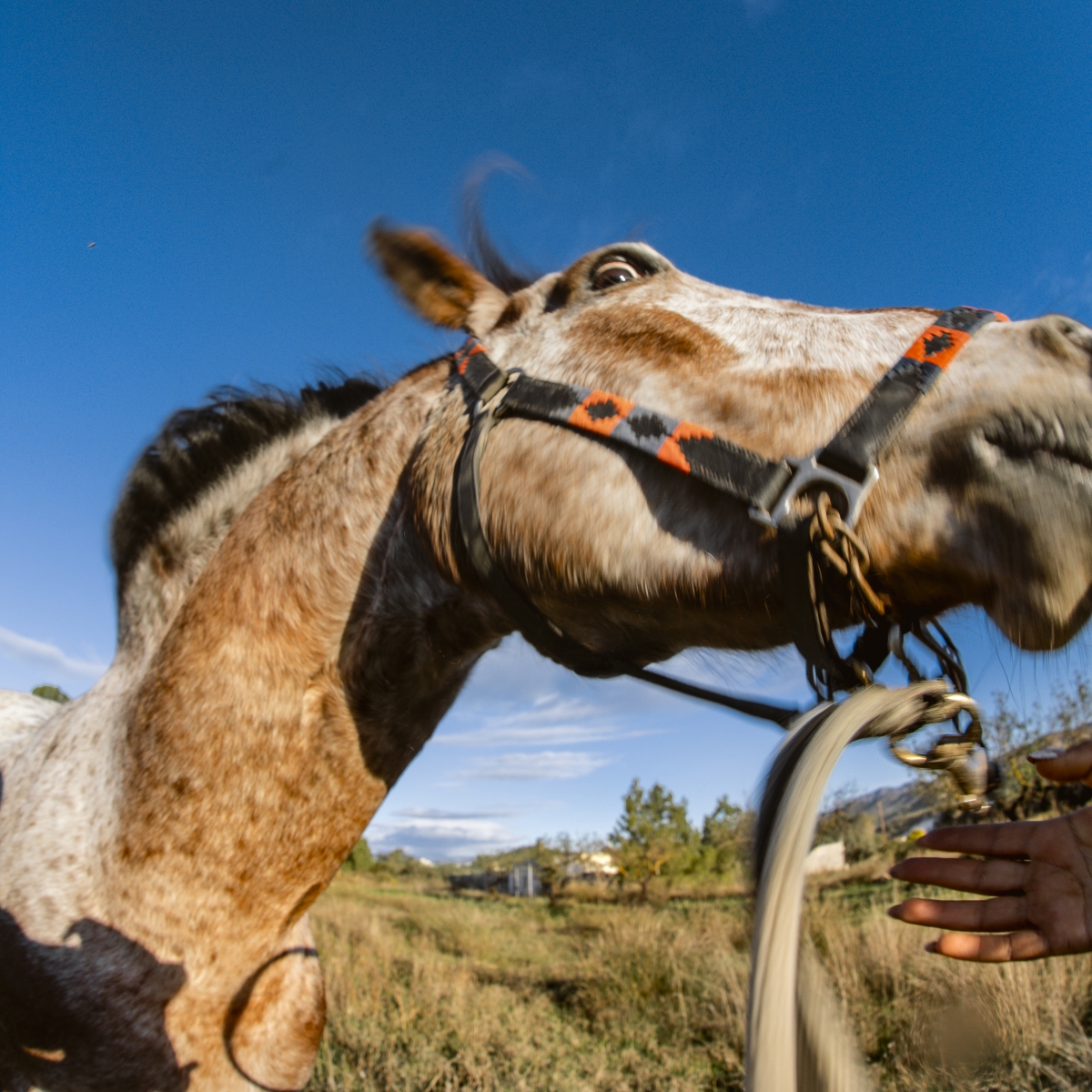 Portada de Hacemos lo que podemos - Foto: LLUÍS MARTÍ LLOPIS Portada de Hacemos lo que podemos