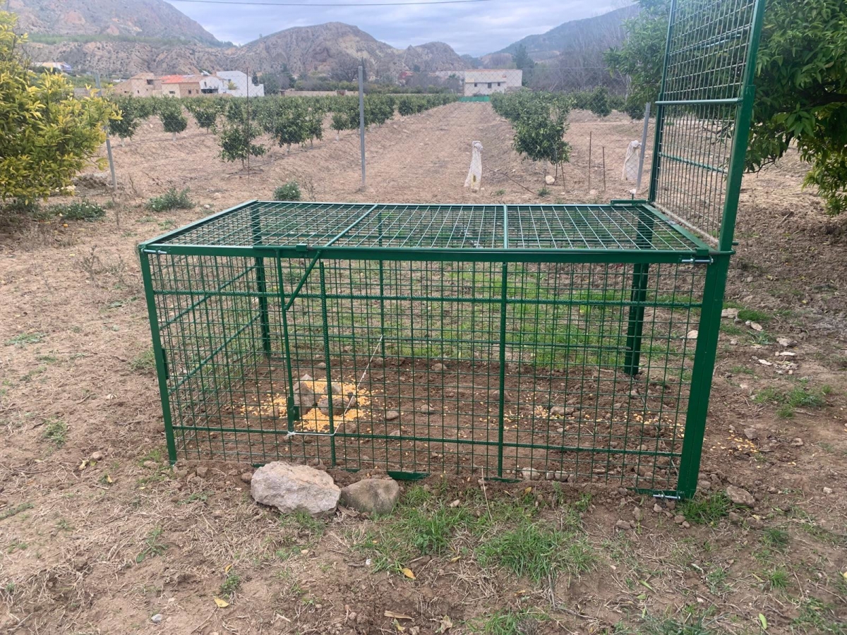 La Comunidad busca formas de reducir la población de jabalí y estima hasta 20.000 capturas al año