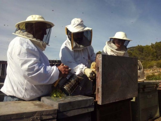 Agricultura iniciará en septiembre el pago de 1,8 millones de euros en ayudas al sector apícola