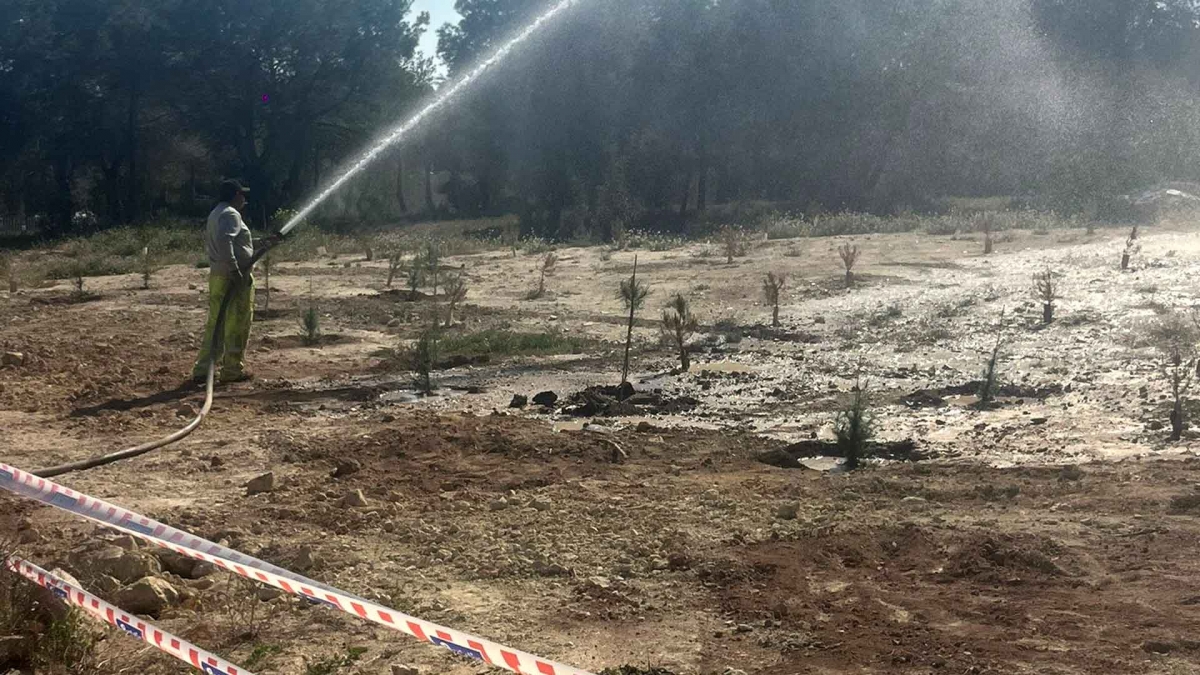 Benidorm planta 300 árboles en el entorno del aparcamiento disuasorio de la avenida Beniardá