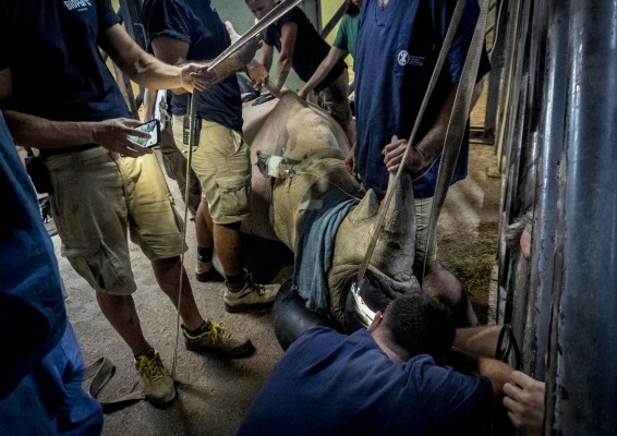 La rinoceronte Ami del Bioparc es intervenida con éxito de un problema en las muelas
