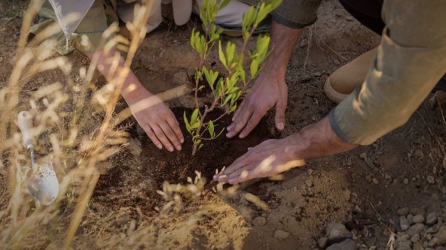 Arabia Saudí celebra el Saudi Green Initiative Day tras restaurar un millón de hectáreas degradadas
