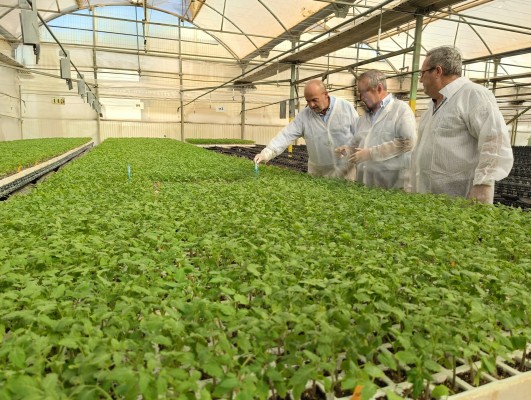 La Región de Murcia lidera la producción de plantones hortícolas: 40 empresas y más de 60 especies 

