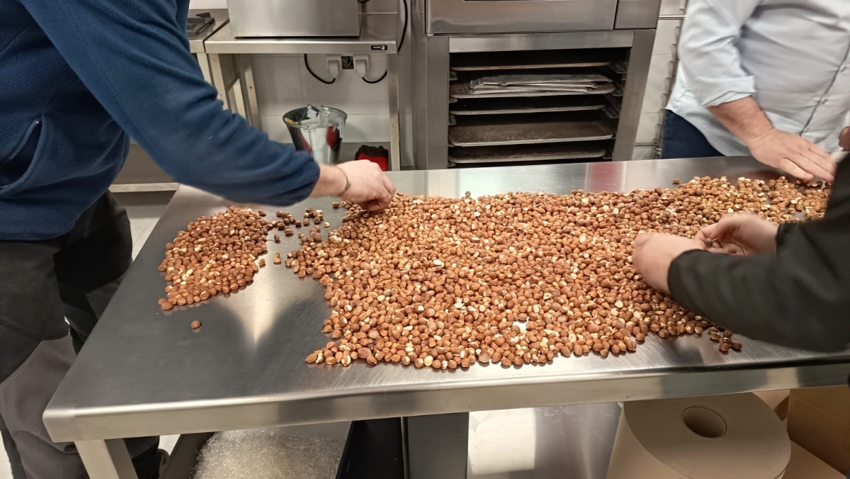 La variedad de avellana de Benassal es muy apreciada por sus cualidades, que ahora se analizan. - La variedad de avellana de Benassal es muy apreciada por sus cualidades, que ahora se analizan.