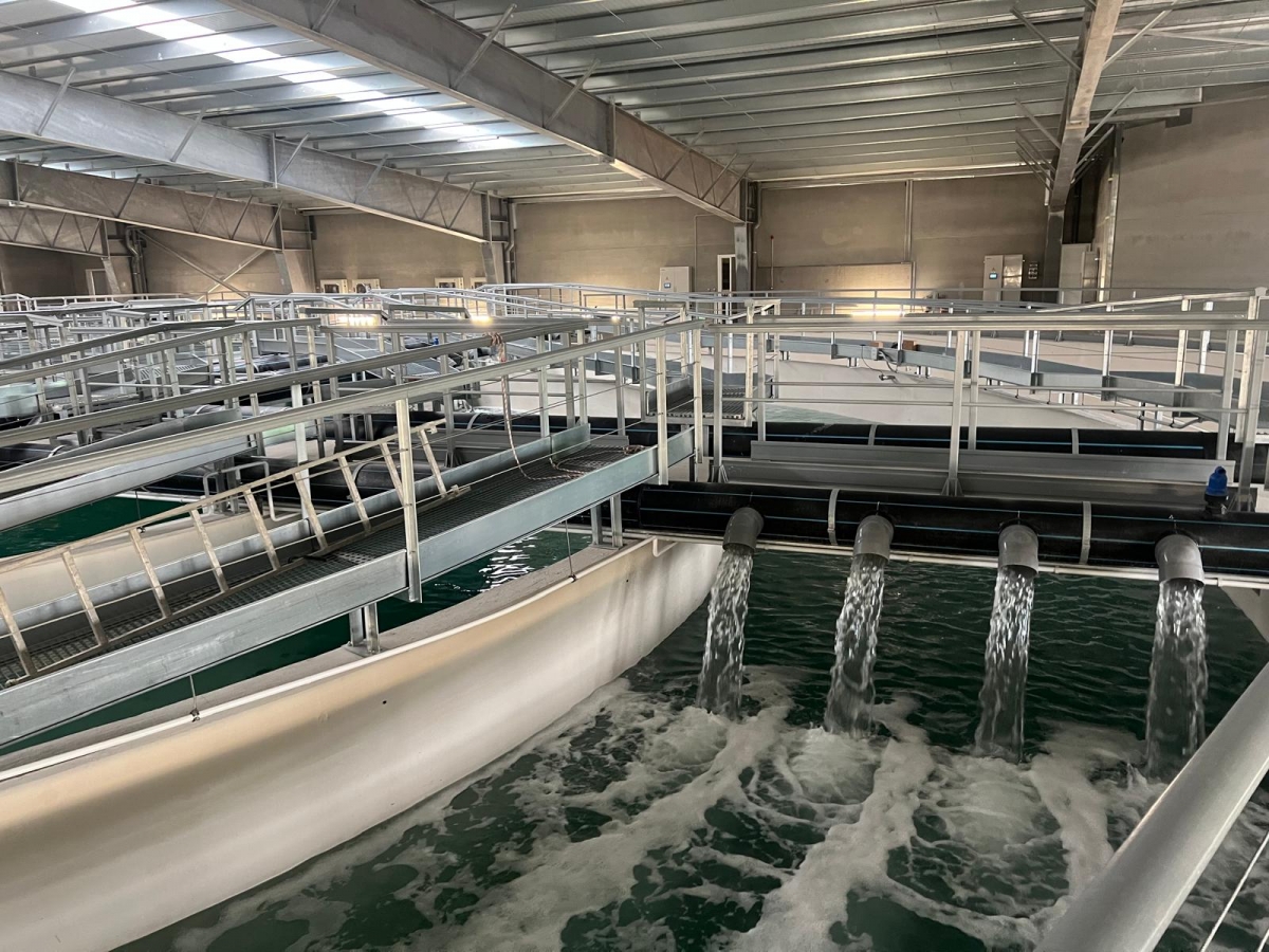Las instalaciones de la piscifactoría de Aquaculture ya en marcha.