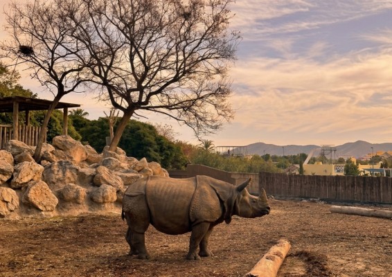 Terra Natura Benidorm lanza ‘Sunset Experience’ con visitas guiadas en grupos reducidos por el parque al atardecer