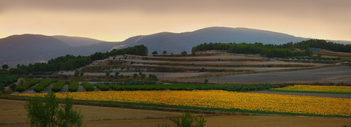 Acuamed y su macro planta solar amenazan con un nuevo 