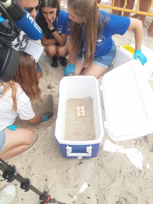 Rescatan 64 huevos de la tortuga 'Pura Vida' en la Playa de Los Locos de Torrevieja