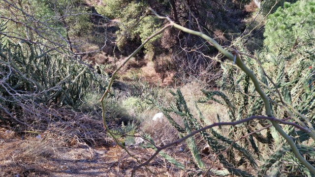 Medio Ambiente le declara la guerra a la flora exótica invasora de los parques regionales de El Valle y Calblanque

