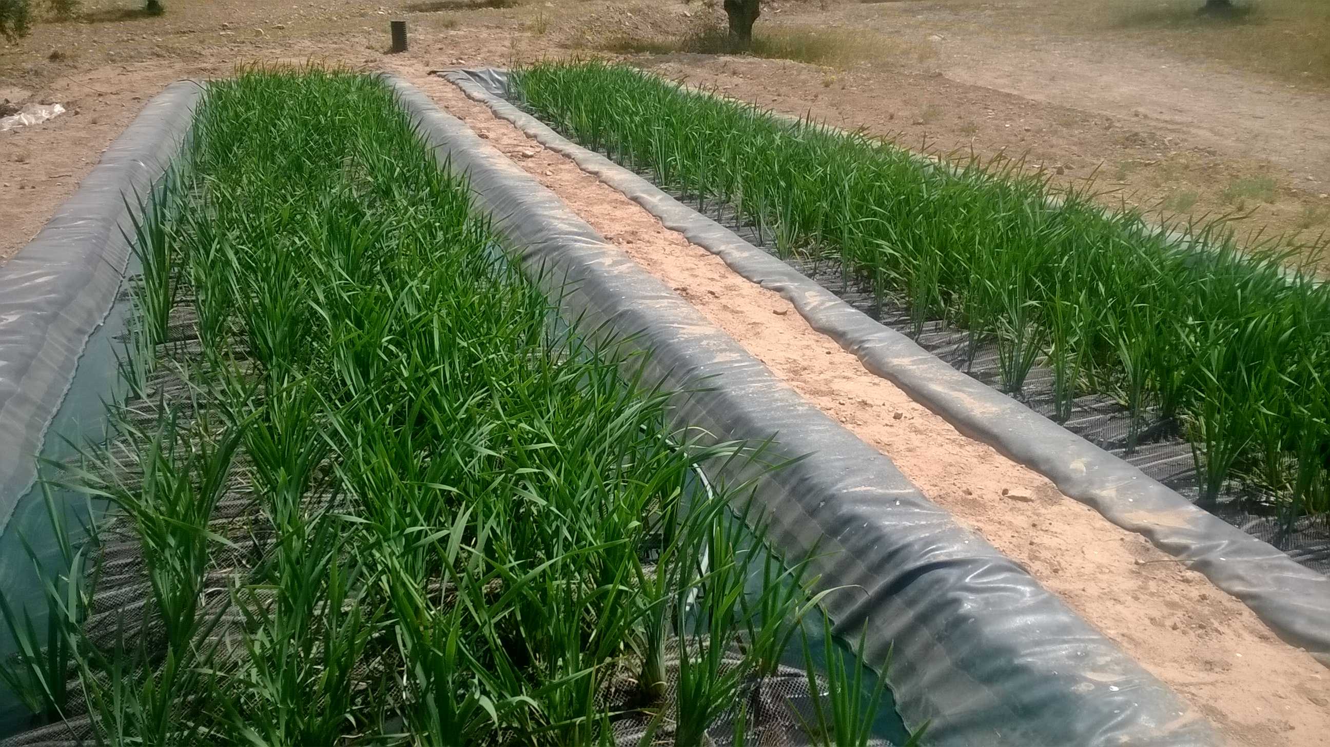 Projar depura las aguas contaminadas por uranio de una red de balsas mineras en Portugal