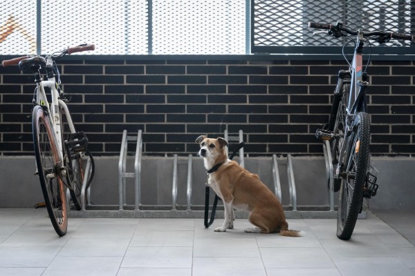La orden de vacunación obligatoria contra la rabia en perros, gatos y hurones se prorroga 9 meses en la Región de Murcia