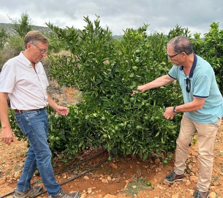 Agricultura destaca que la Comunitat Valenciana es referente en producción de planta certificada