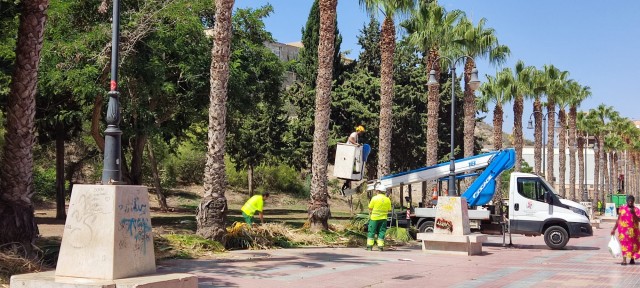 La caravaqueña TJS Ingenieros se encargará de la poda de 2.500 palmeras del litoral cartagenero