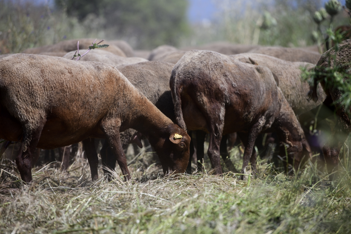 Salvemos la guirra, la oveja valenciana amenazada que puede desaparecer en pocos años 