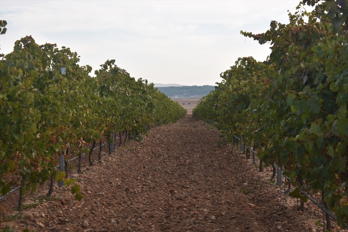 Comunitat Valenciana | Agricultura convoca las ayudas a la cosecha en verde de los viñedos de vinificación para el año 2026
