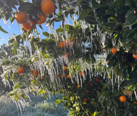 El clima también pasa factura a Sudáfrica: enviará menos naranja y pide ayuda por lluvias torrenciales
