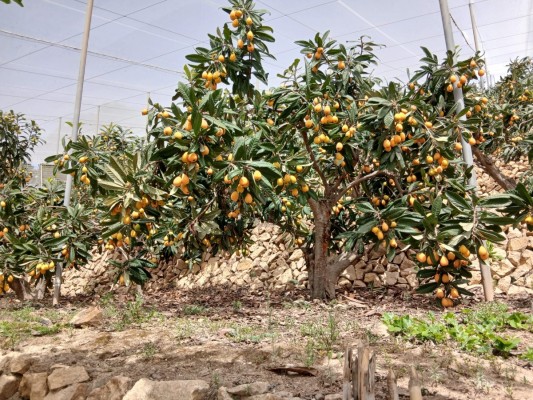La campaña del níspero en Callosa: más producción y calidad bajo la amenaza del aumento de costes