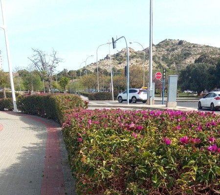 Alicante intensifica la plantación de flores y arbolado en las zonas verdes antes de Santa Faz