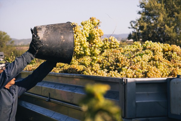 Los productores mantienen la prudencia ante la vendimia pese al buen estado de las vides