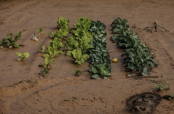 Consell impulsa la replantación de cultivos en parcelas afectadas por la Dana con una ayuda de 6.000 euros por hectárea