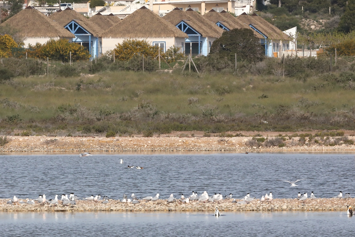 Ahsa denuncia la falta de medidas exigidas por el Consell en el camping junto a las salinas en El Pinet
