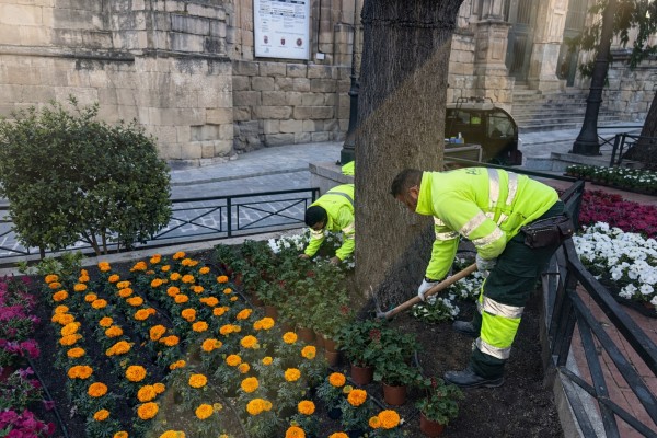 Yecla planta 2.500 flores en la plaza de España para celebrar las fiestas de San Isidro 