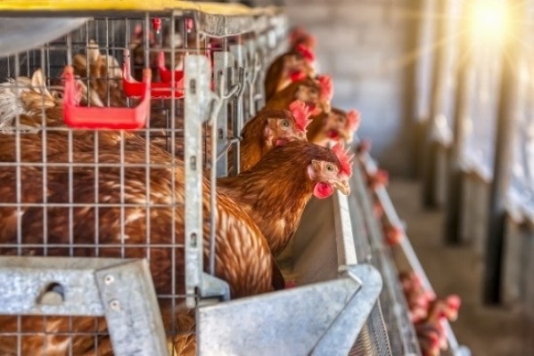 España levanta el confinamiento de las aves de corral al mejorar la situación de la gripe