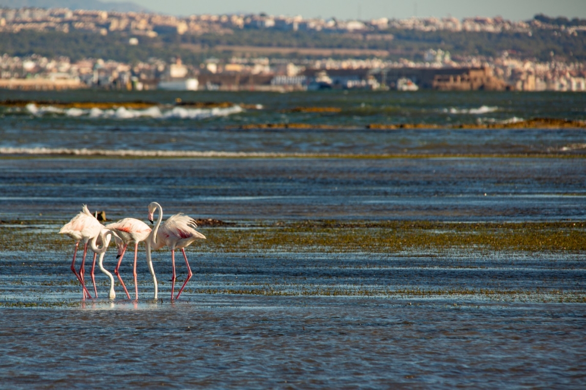  - Foto: J.J. PEÑALVER